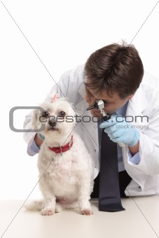 Vet inspecting dogs ears