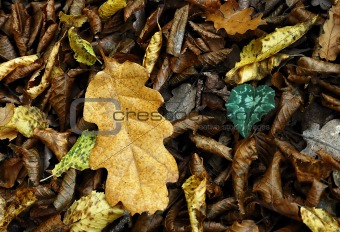 Yellow oak leafs