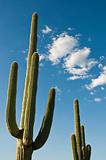 cactus against blue sky