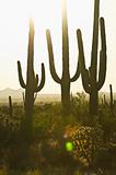 three cactus at sunset
