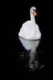 white swan and its reflection over black