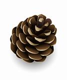 vector pine cone isolated