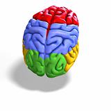 colored brain