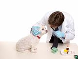 Veterinary checkup