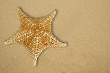 Star fish on the beach