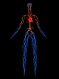 vascular system