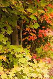 Colorful Leaves in Autumn Season