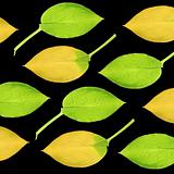 Hosta Leaf Design