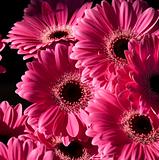 Bright Pink Gerbera Flowers