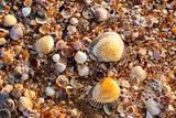 sea shell texture