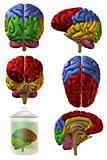 3D Human Brain