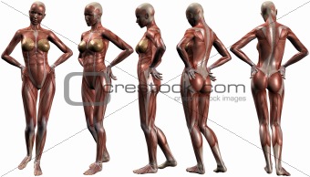 Female Human Body Anatomy