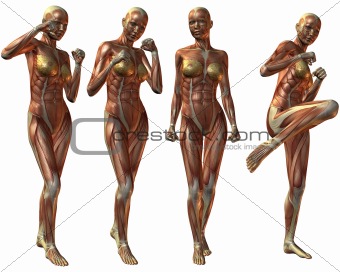 Female Human Body Anatomy
