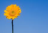 Sunflower on Blue Sky