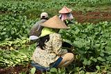 Vegetable field workers
