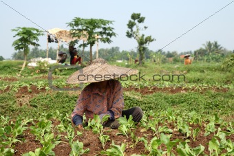 Vegetable field workers
