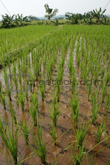RiceField