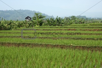 RiceField