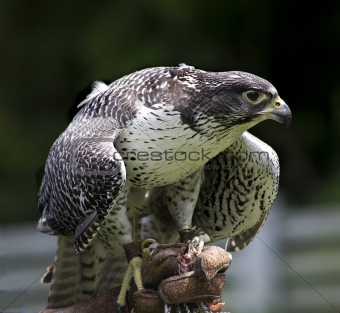Gyr Falcon Falco Rusticolus