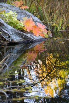 Leaves Water Reflections Fall Colors Van Dusen Gardens 
