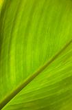 close up of the green leaf texture