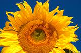  the sunflower on the sky background