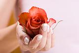 Beautiful hand with rose