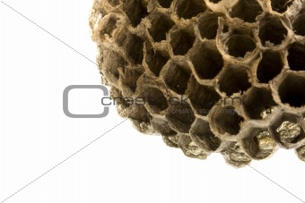 empty wasp nest