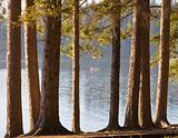 Lake with canoe viewed through trees