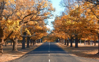 autumn country road