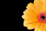 A gerbera daisy with a black background