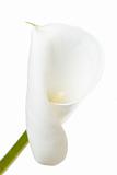 A calla lily on a white background