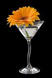 A gerbera daisy cocktail