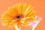 A gerbera daisy in a cocktail glass with an orange background