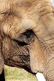 wrinkled elephant in need of skin care products