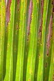 An abstract of a palm leaf
