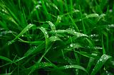 Grass after a rain
