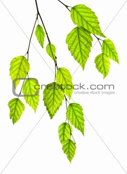 Branch with green leaves