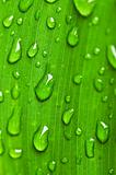 Green leaf background with raindrops