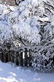 House fence in winter