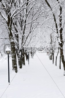 Lane in winter park
