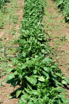 Row of fresh garden pepper plants