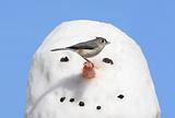Bird On A Snowman