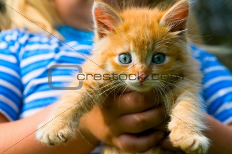 little blue-eyed redhead kitten in children's hands