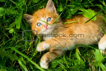 little grimy red kitten lies in the grass