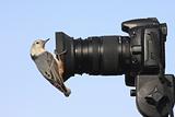 Bird On A Camera