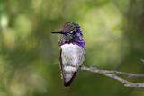 Male Costa's Hummingbird (Calypte costae)