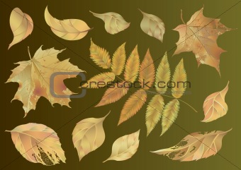 Set of Autumn Leaves