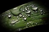 green leaf and drop background