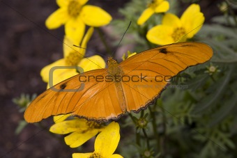 Bright Orange Julia Butterfly on Yellow Flowers